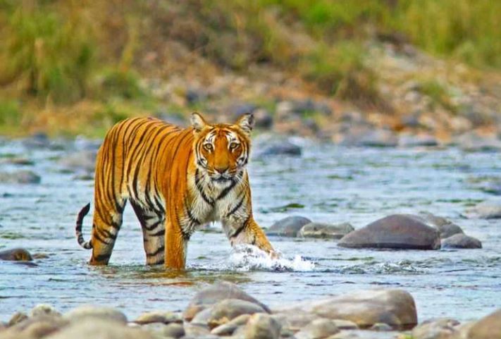 Wildlife Safari in Uttarakhand: Best National Parks to Visit